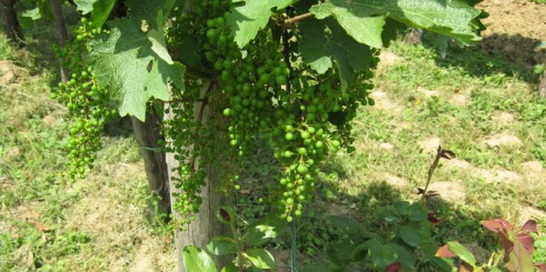 vinograd-vinogradarstvo-loza_660x330